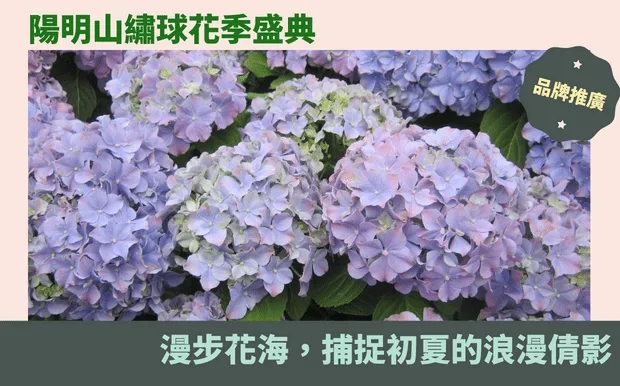 陽明山繡球花季盛典：漫步花海，捕捉初夏的浪漫倩影